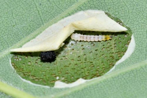 Phyllonorycter sp.